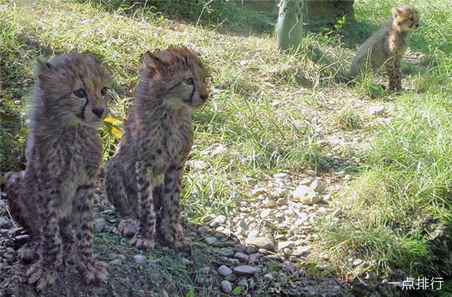 瑞士巴塞尔动物园