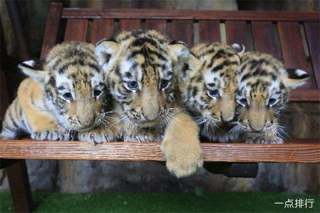 东北虎林园 东北虎林园